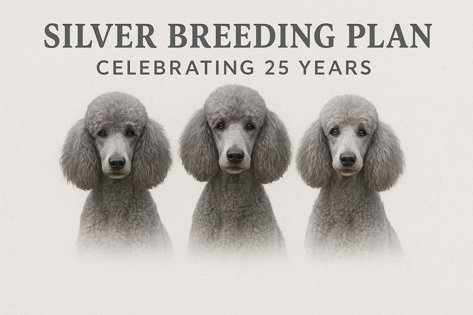 ✨ Silver Breeding Plan — Celebrating 25 Years of Marquis Diamond Standard Poodles ✨