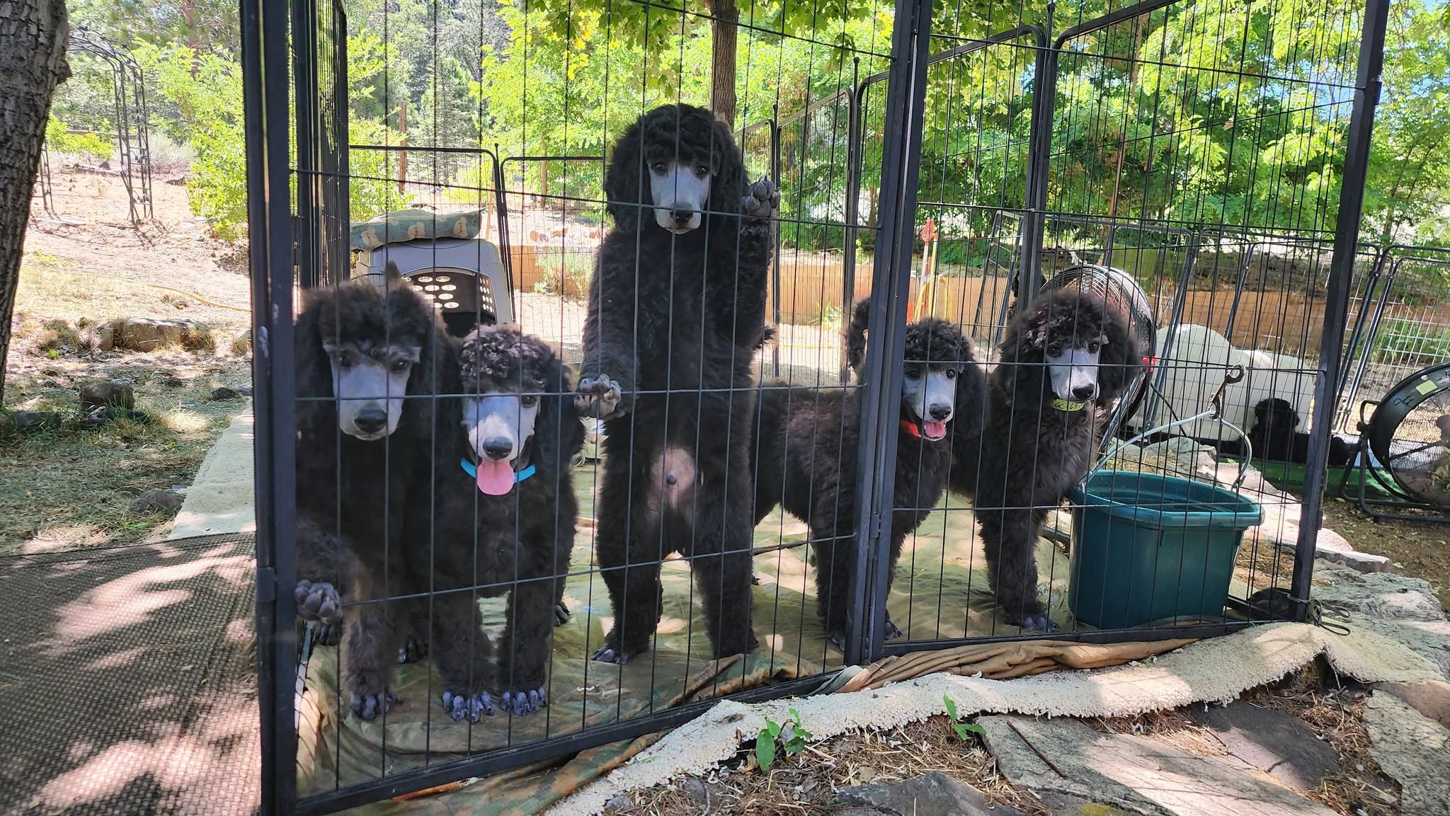 SILVER STANDARD POODLE PUPPIES (Romeo × Storm Litter) – NOW AVAILABLE 🐩✨