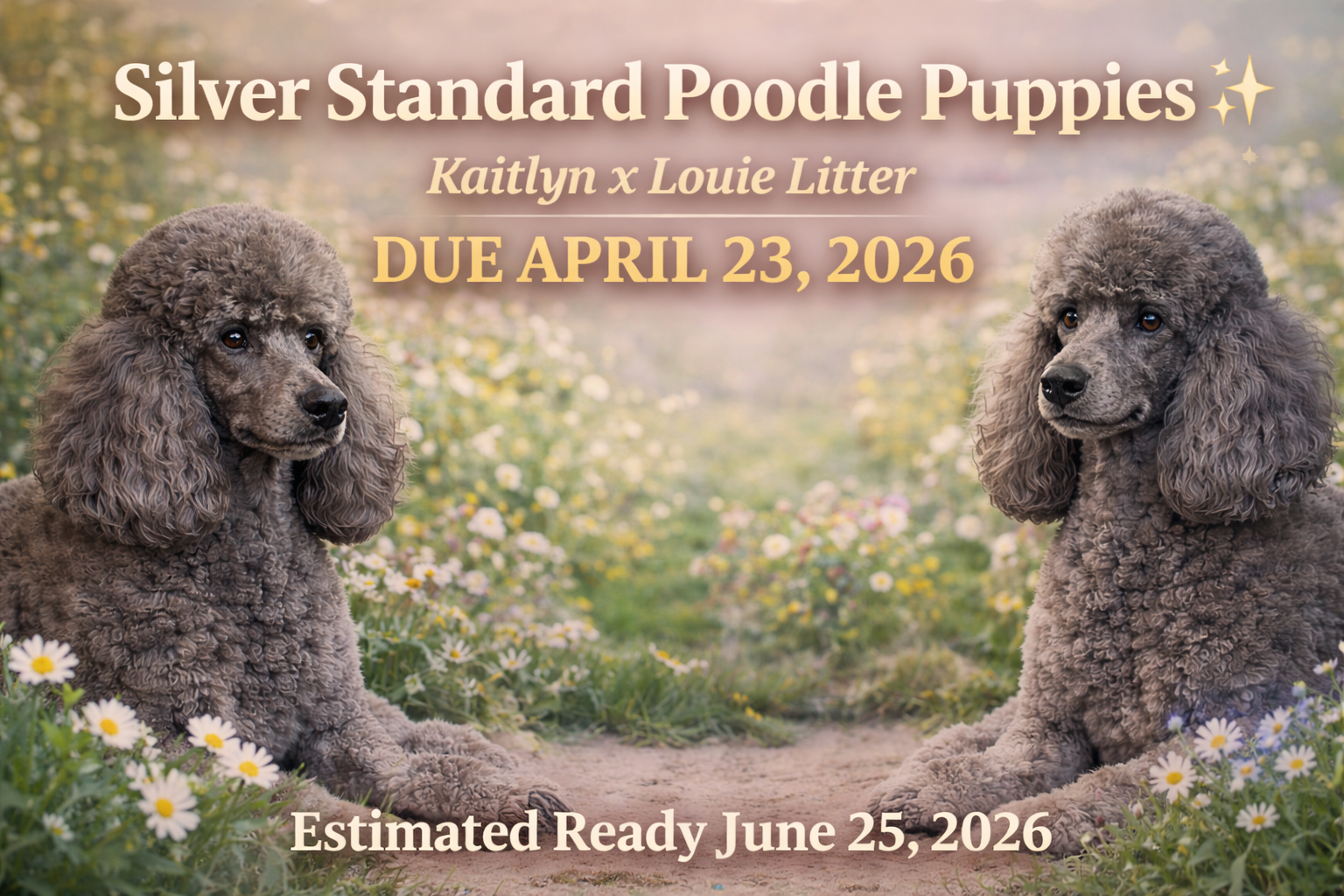 Silver Standard Poodle Puppies – Kaitlyn x Louie Litter (Due April 23, 2026)