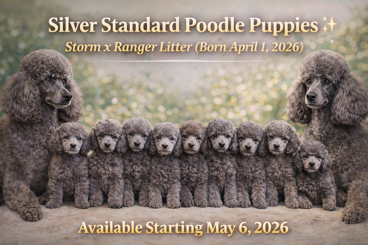 SILVER STANDARD POODLE PUPPIES – NOW AVAILABLE 🐩✨