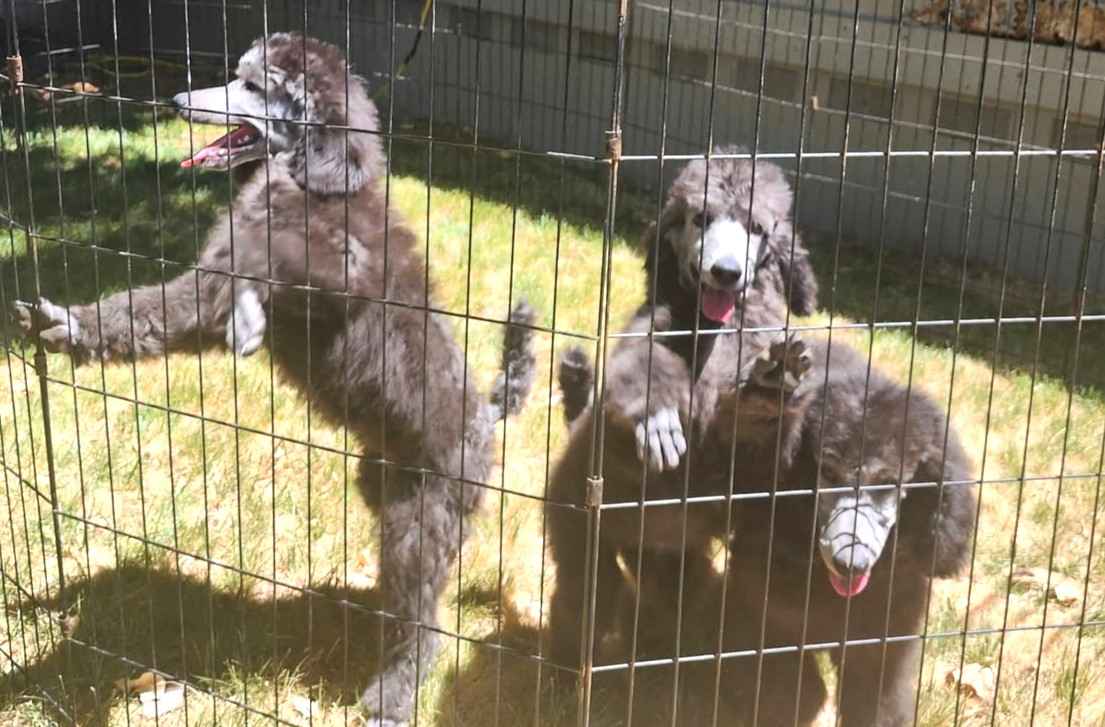 SILVER STANDARD POODLE PUPPIES (Romeo × Storm Litter) – NOW AVAILABLE 🐩✨