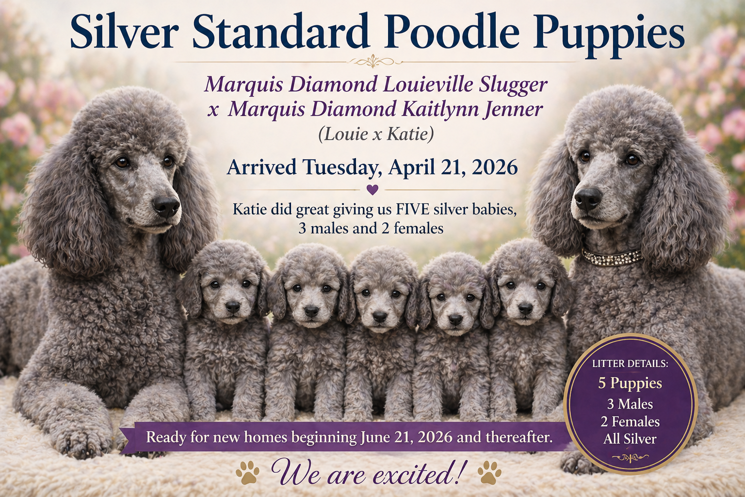 Silver Standard Poodle Puppies – Louie x Kaitlyn Litter (Born April 21, 2026)