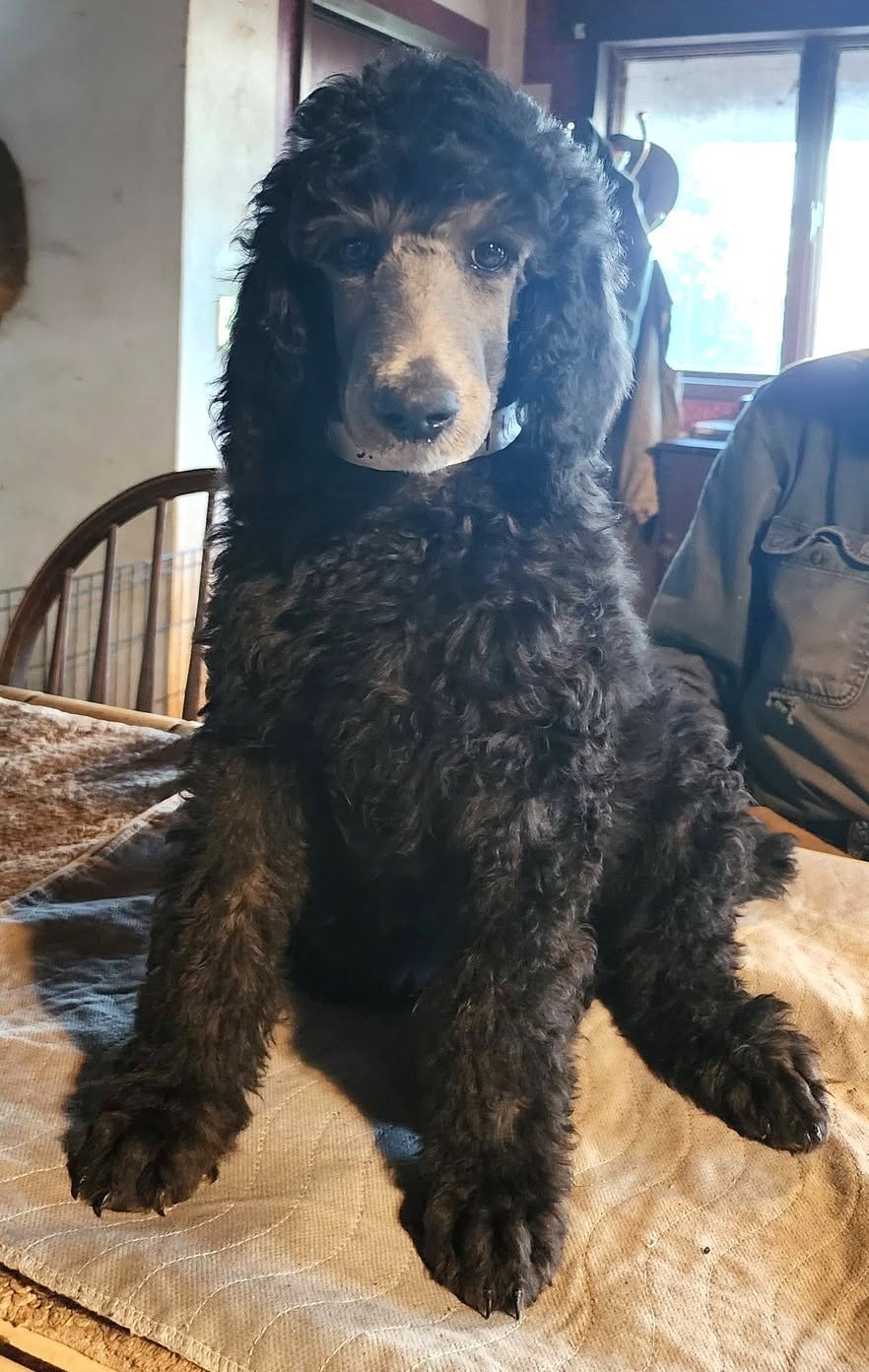SILVER STANDARD POODLE PUPPIES (Ranger × Texas Bernie Litter) – AVAILABLE NOW 🐩✨