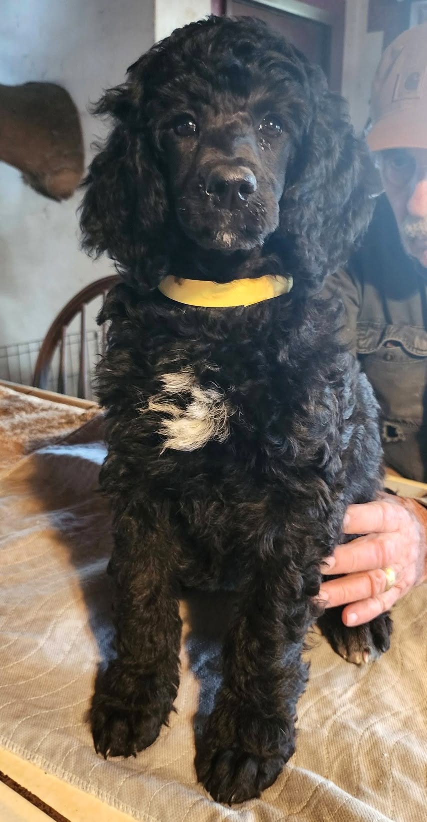 SILVER STANDARD POODLE PUPPIES (Ranger × Mo Jo Litte) – AVAILABLE NOW 🐩✨