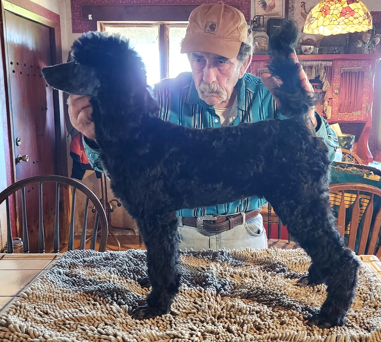 SILVER STANDARD POODLE PUPPIES (Ranger × Mo Jo Litte) – AVAILABLE NOW 🐩✨