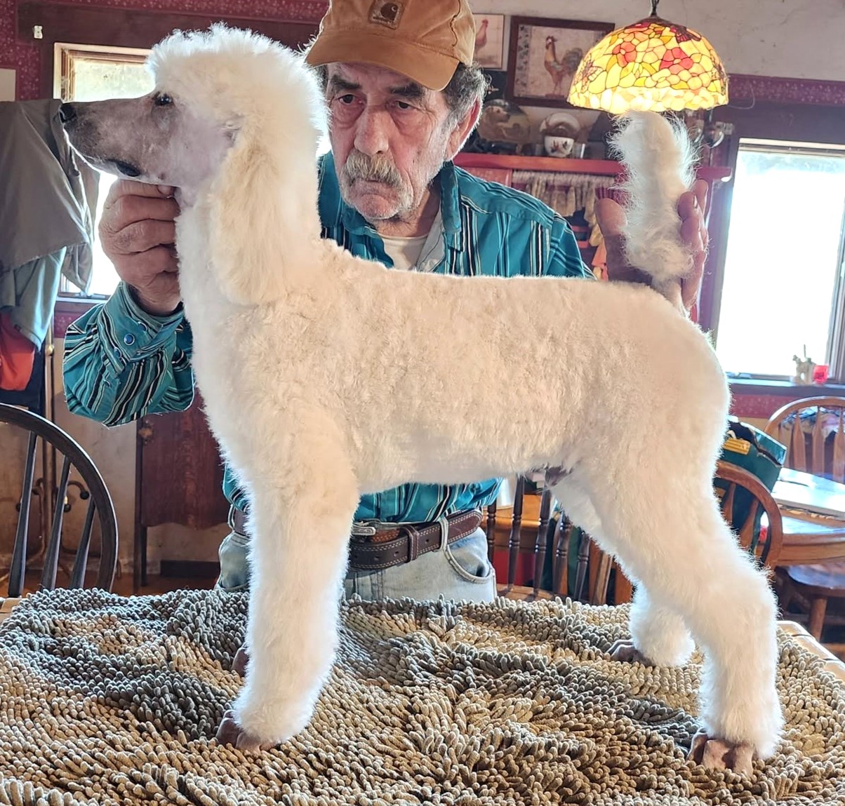 SILVER STANDARD POODLE PUPPIES (Ranger × Texas Bernie Litter) – AVAILABLE NOW 🐩✨